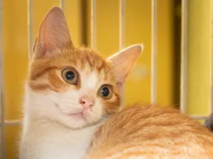 Gato raça SRD idade 2 a 6 meses nome Manacá 