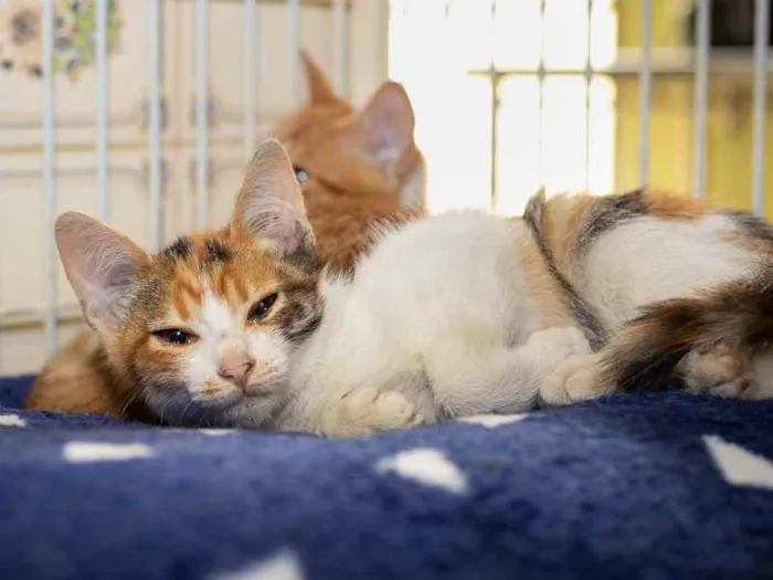 Gato raça SRD idade 2 a 6 meses nome Aroeira