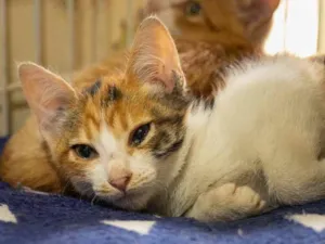 Gato raça SRD idade 2 a 6 meses nome Aroeira