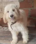 Odin 