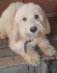 Odin 