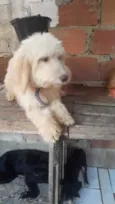 Odin 