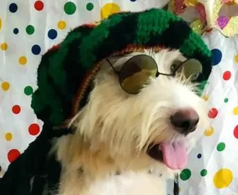 Cachorro ra a Poodle idade 1 ano nome Odin 