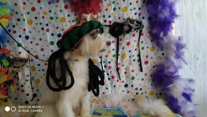 Cachorro ra a Poodle idade 1 ano nome Odin 