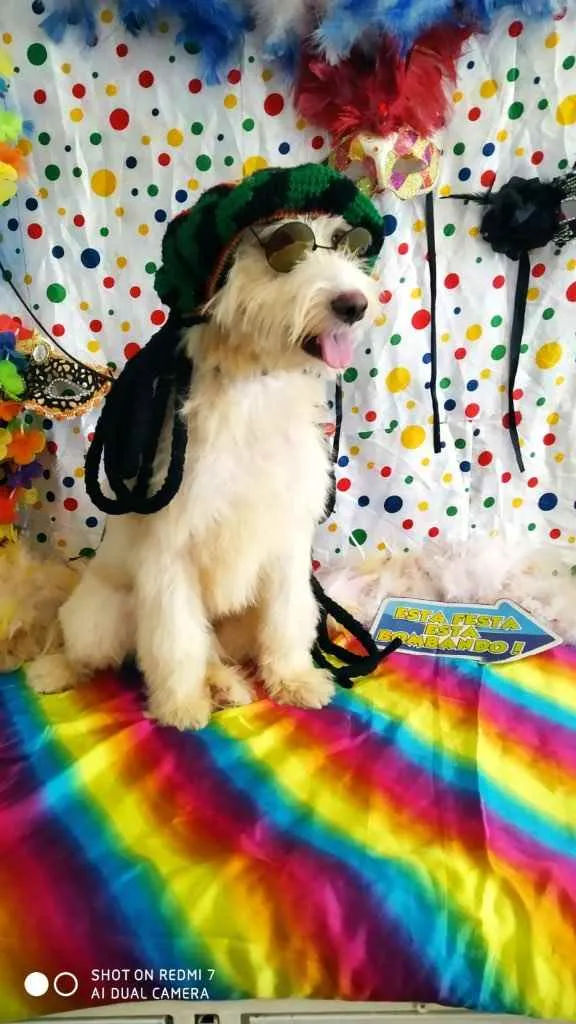 Cachorro ra a Poodle idade 1 ano nome Odin 