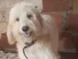 Odin 