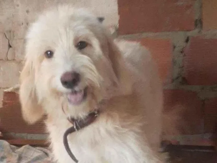 Cachorro ra a Poodle idade 1 ano nome Odin 
