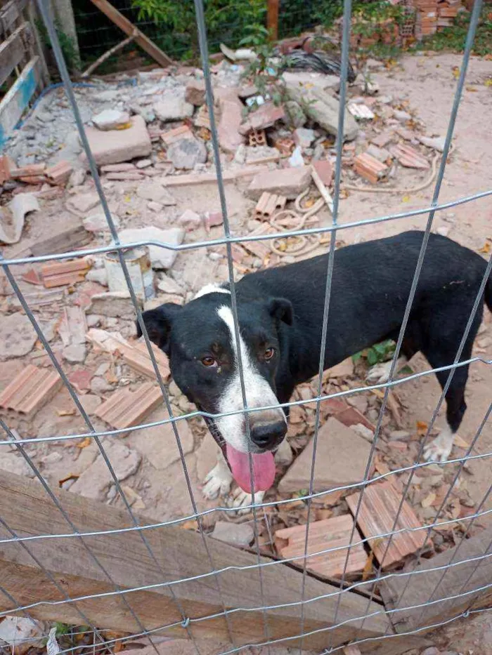 Cachorro ra a Indefinida idade 3 anos nome Bethoven