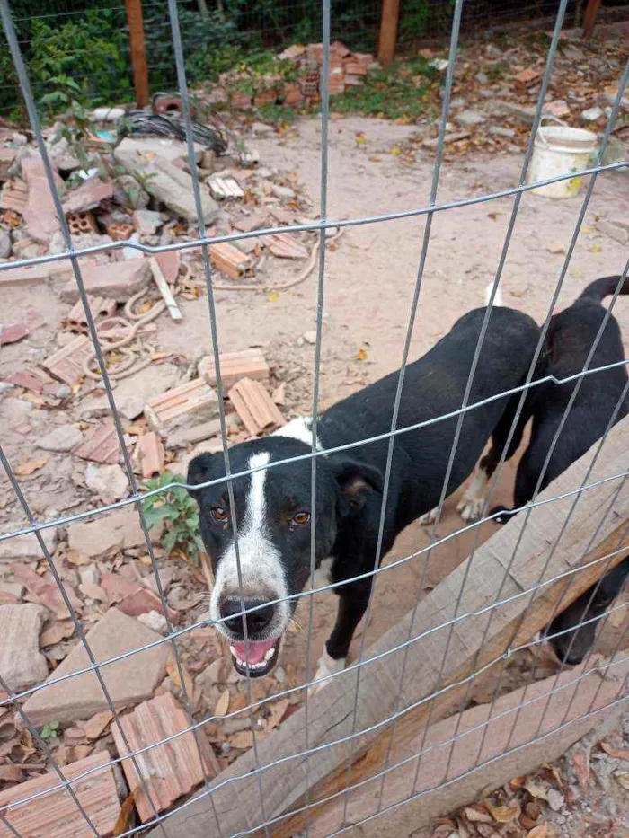 Cachorro ra a Indefinida idade 3 anos nome Bethoven