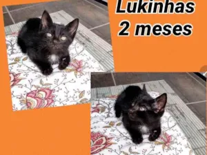 Gato raça Srd idade 2 a 6 meses nome Lukinhas