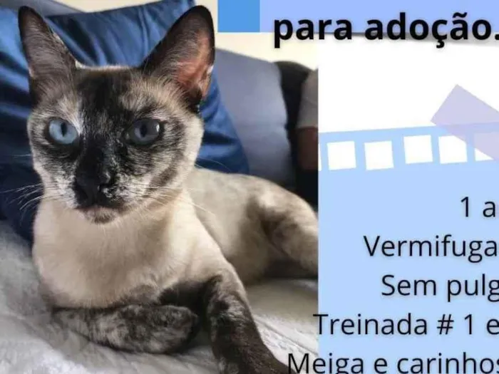 Gato ra a vira lata idade 2 a 6 meses nome Flora e Oscar