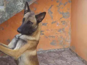 Cachorro raça Pastor maliroa idade 7 a 11 meses nome Nik