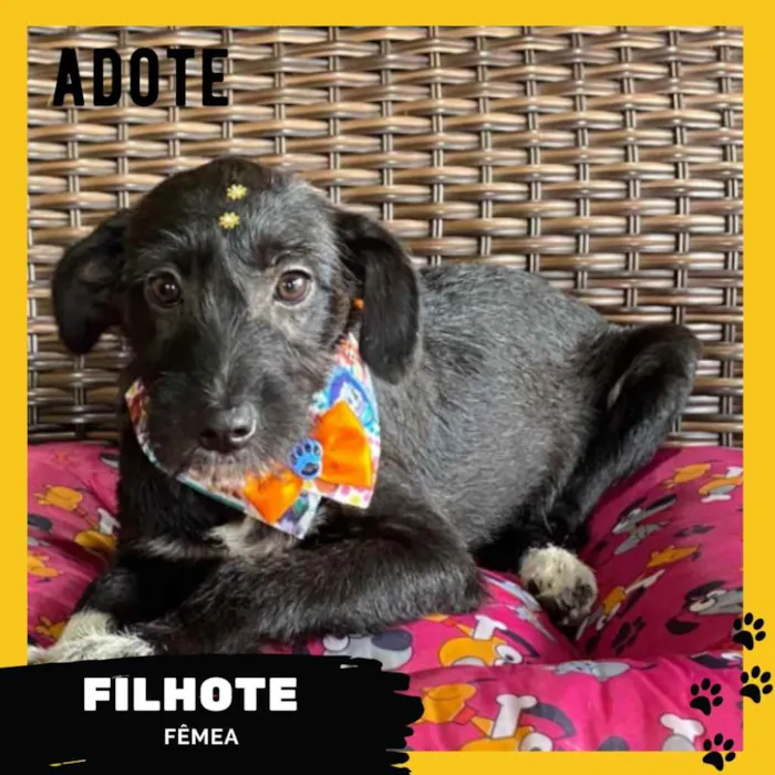 Cachorro ra a SRD  idade 2 a 6 meses nome Filhote Fêmea 