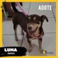 Luma