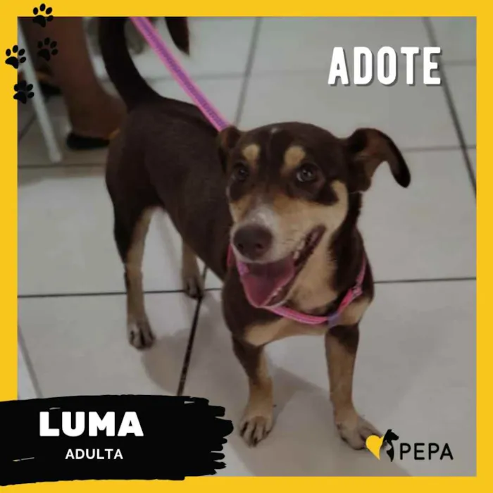 Cachorro ra a SRD  idade 1 ano nome Luma