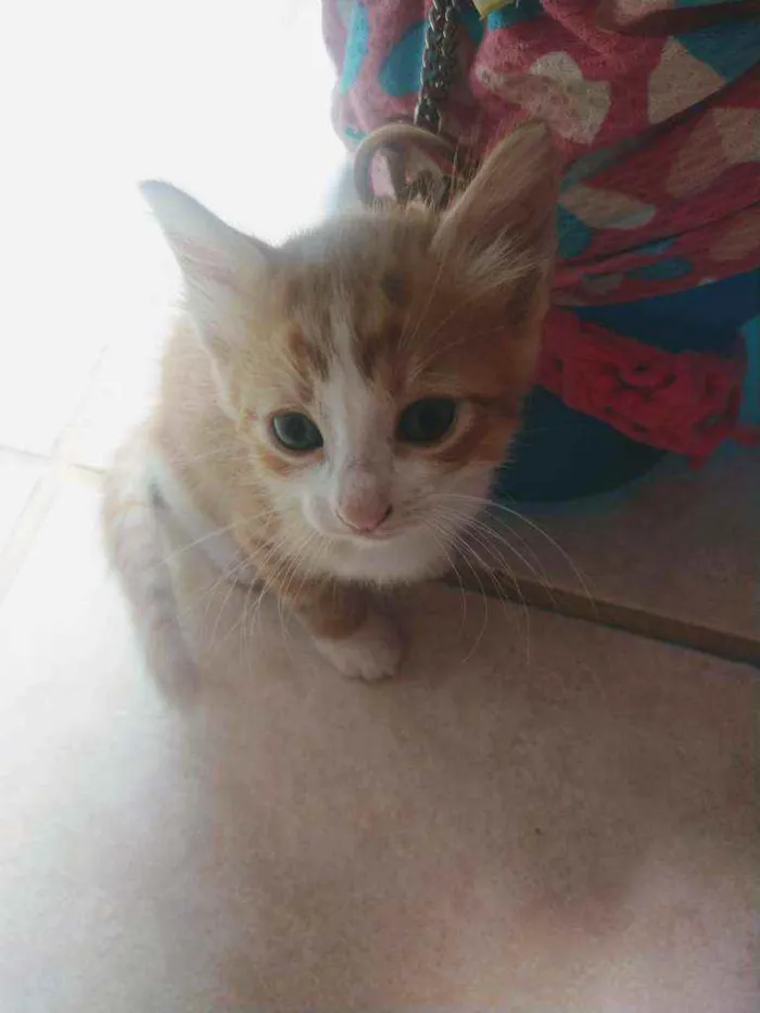 Gato ra a Misturado idade Abaixo de 2 meses nome Sem nomes definidos