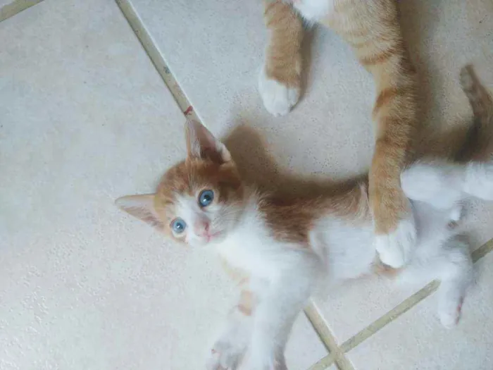 Gato ra a Misturado idade Abaixo de 2 meses nome Sem nomes definidos