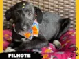 Filhote Fêmea 