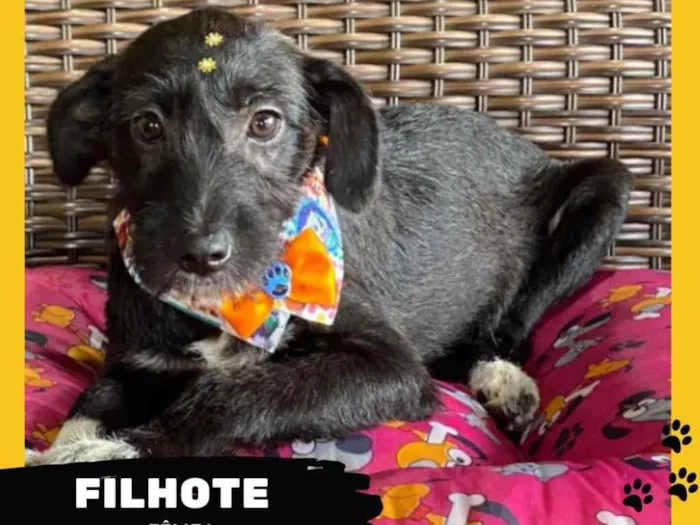 Cachorro ra a SRD  idade 2 a 6 meses nome Filhote Fêmea 