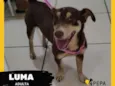 Luma