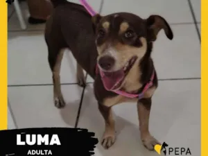 Cachorro raça SRD  idade 1 ano nome Luma