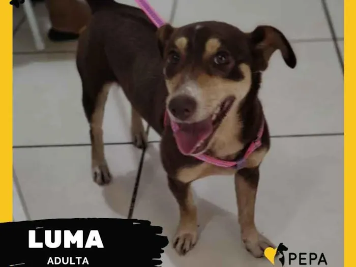 Cachorro ra a SRD  idade 1 ano nome Luma