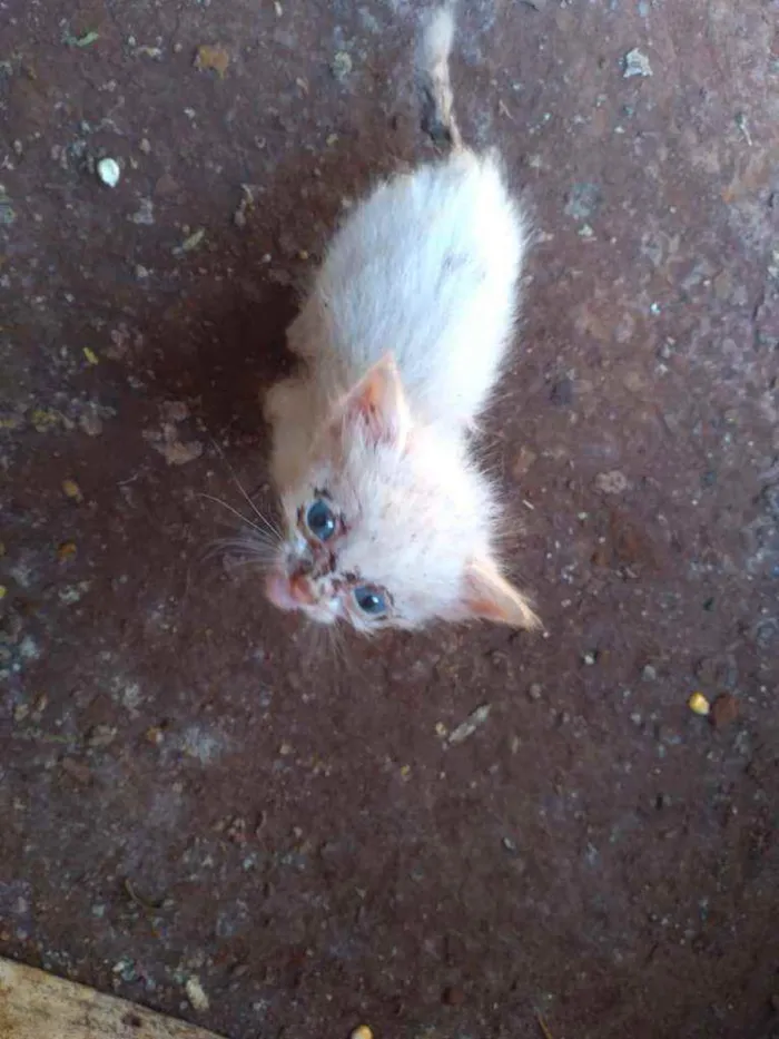 Gato ra a Indefinida idade Abaixo de 2 meses nome Sem nome
