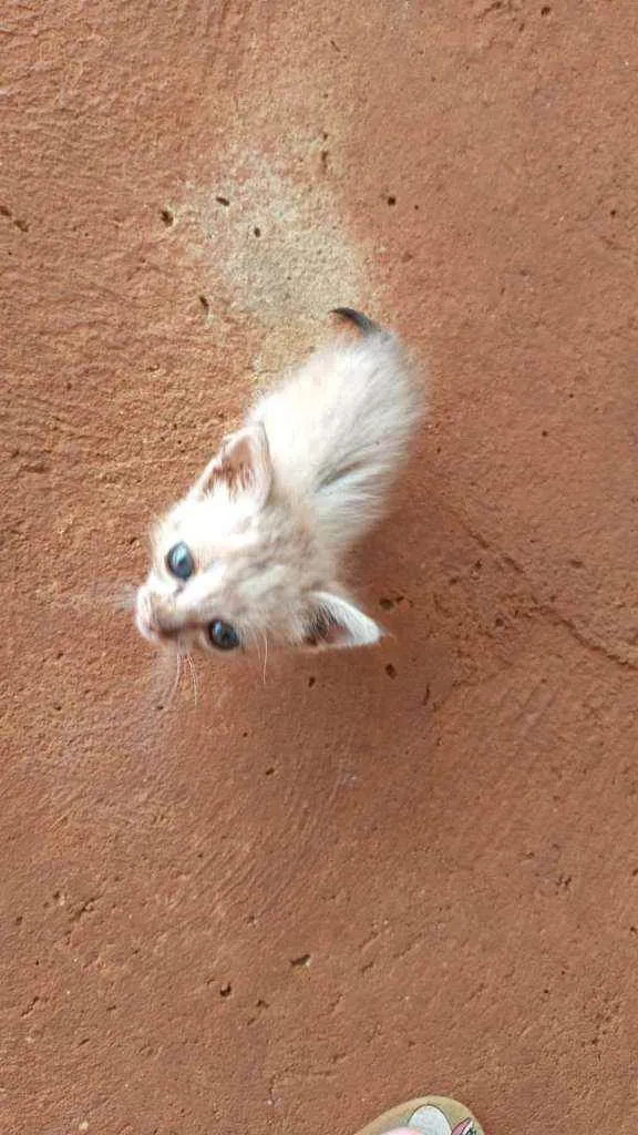 Gato ra a Indefinida idade Abaixo de 2 meses nome Sem nome