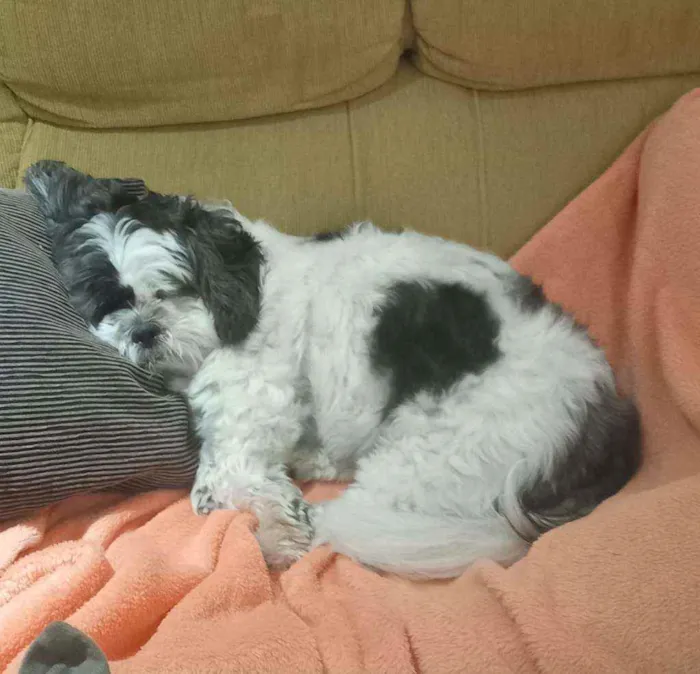 Cachorro ra a Lhasa Apso idade 6 ou mais anos nome Yasmin Fernandes