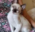 Gato raça Srd  idade 2 a 6 meses nome Poppy bb 3 meses 