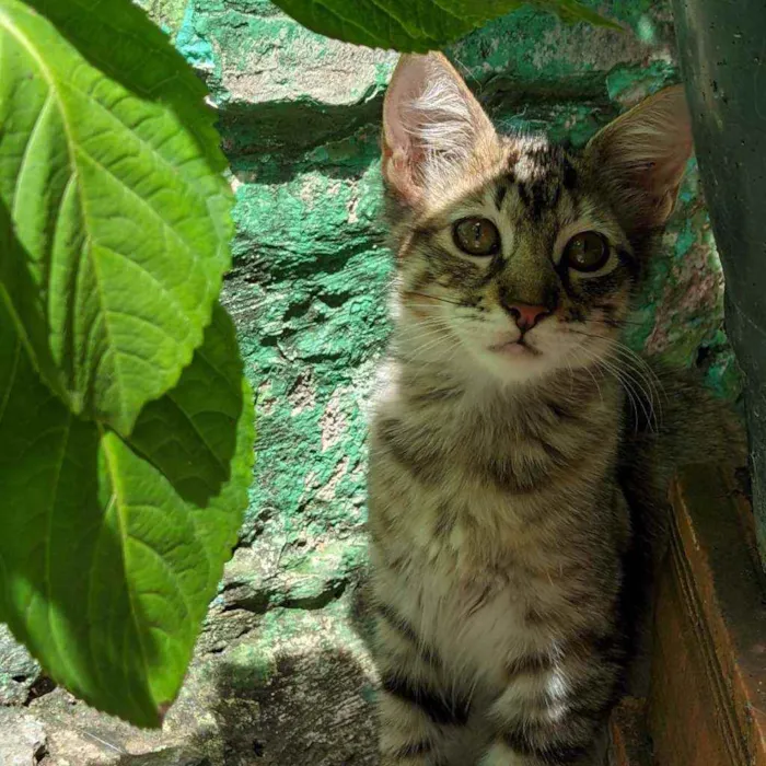 Gato ra a Mãe ragdoll e pai sem raça  idade 2 a 6 meses nome Sem nome