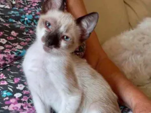 Gato raça Srd  idade 2 a 6 meses nome Poppy bb 3 meses 