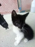 5 gatinhos