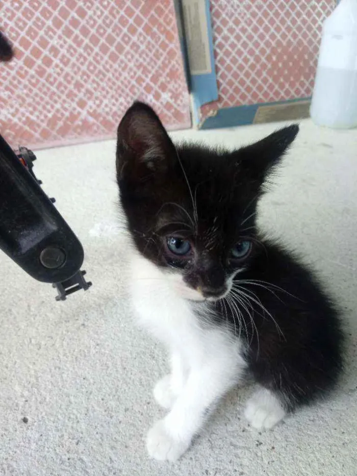 Gato ra a Não sei idade Abaixo de 2 meses nome 5 gatinhos
