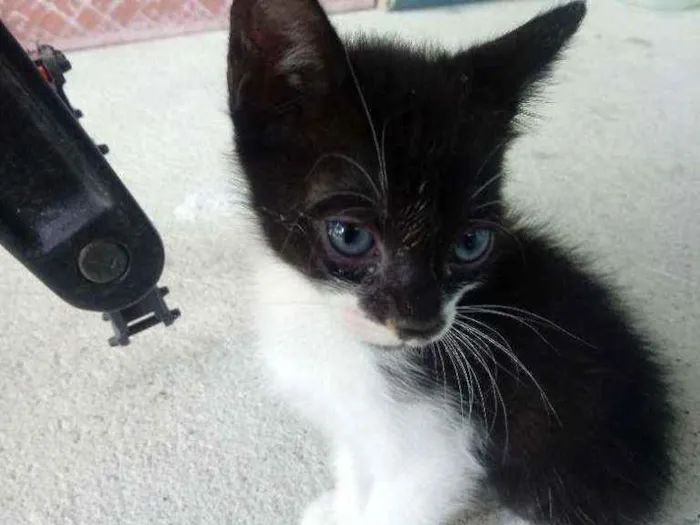 Gato ra a Não sei idade Abaixo de 2 meses nome 5 gatinhos