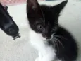 5 gatinhos