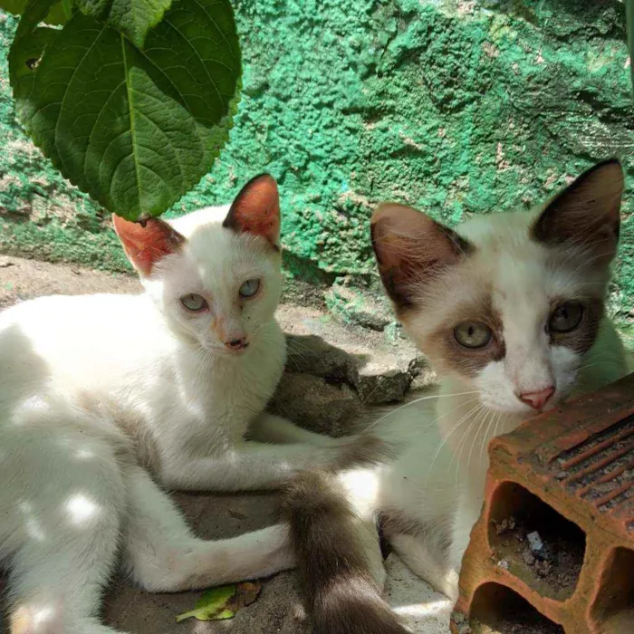 Gato ra a Mãe ragdoll e pai sem raça  idade 2 a 6 meses nome Sem nome