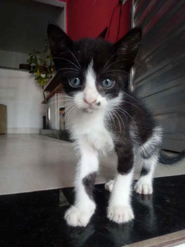 Gato ra a Não sei idade Abaixo de 2 meses nome 5 gatinhos