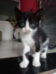 5 gatinhos