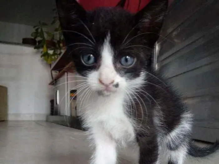Gato ra a Não sei idade Abaixo de 2 meses nome 5 gatinhos
