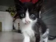 5 gatinhos