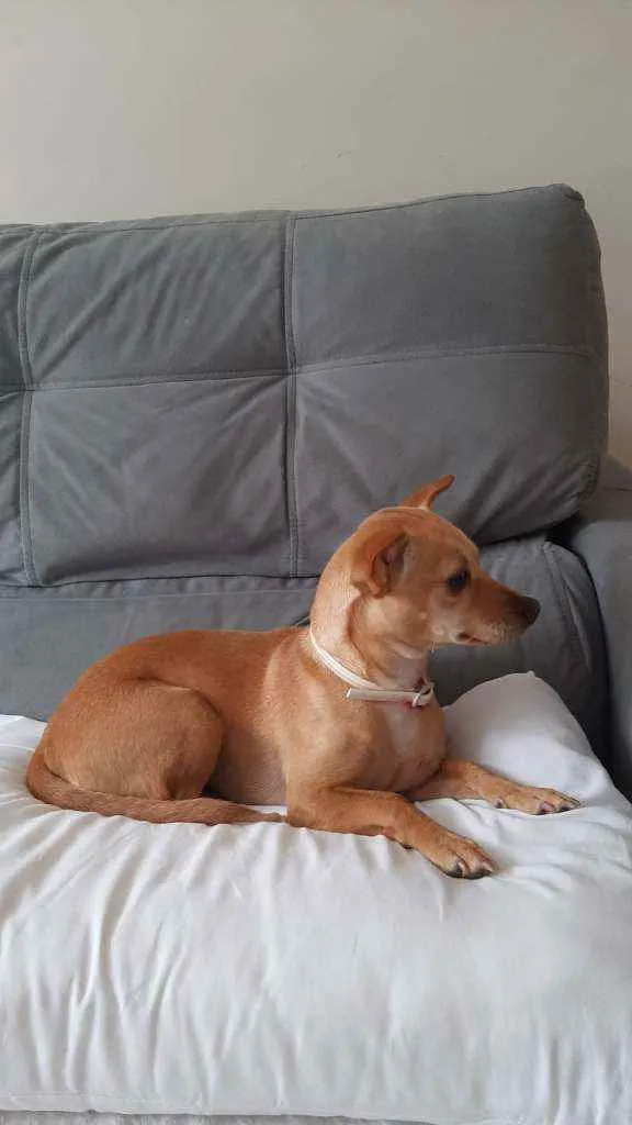 Cachorro raça mestiça idade 1 ano nome Mel
