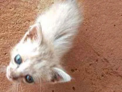 Gato ra a Indefinida idade Abaixo de 2 meses nome Sem nome
