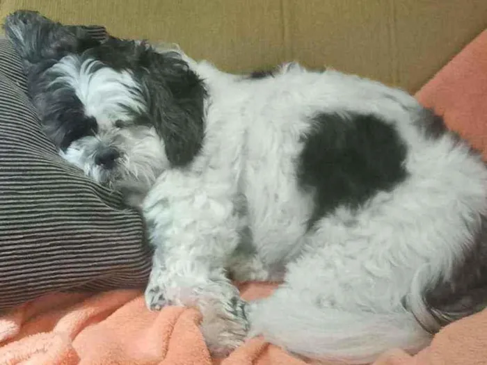 Cachorro ra a Lhasa Apso idade 6 ou mais anos nome Yasmin Fernandes