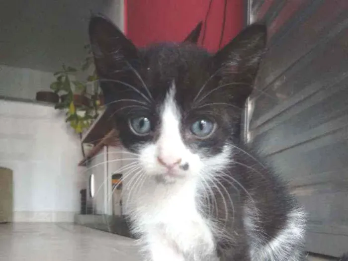 Gato ra a Não sei idade Abaixo de 2 meses nome 5 gatinhos