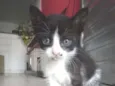 5 gatinhos