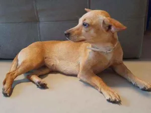 Cachorro raça mestiça idade 1 ano nome Mel