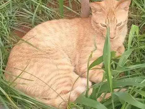 Gato ra a Vira lata idade 3 anos nome Diego