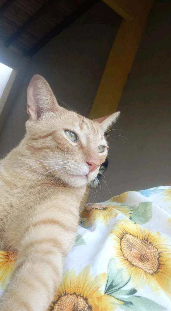 Gato ra a Vira lata idade 3 anos nome Diego