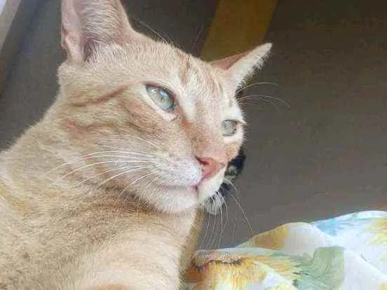 Gato ra a Vira lata idade 3 anos nome Diego